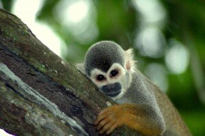colombia amazonas mono 1
