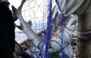 345 tiburones muertos se encuentran en el Golfo de México