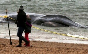 Estados Unidos: Hallan ballena muerta de 18 metros en una playa de Nueva York