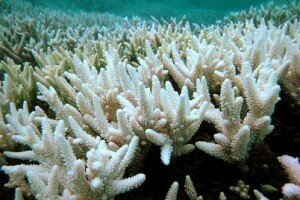 La acidificación de los mares y sus efectos sobre la vida marina