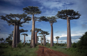 Madagascar es el único lugar donde los baobabs gigantes existen y ha perdido por lo menos el 90 por ciento de su cubierta forestal original