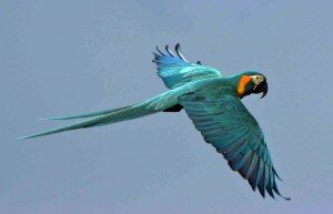 bolivia-blue-throated-macaw