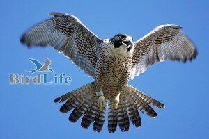 canada-peregrine-falcon