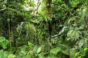 Canal Azul 24 Las selvas tropicales de Sudamerica resistirian al calentamiento global