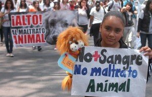 Canal Azul 24 Crece maltrato animal en México