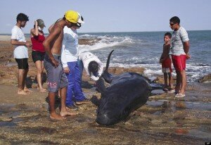 Brazil Beached Dolphins