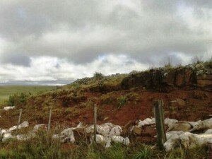 Canal Azul 24 Temporal en Uruguay causa muerte de miles de ovejas