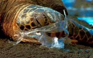 Canal Azul 24 Tortugas marinas mueren por tragar el doble de plástico que hace 25 años