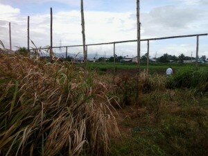 canal azul 24 Cambio climático abruma a agricultores de Trinidad y Tobago
