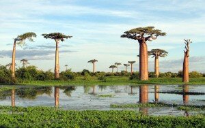 baobab-adansonia-grandidieri-group