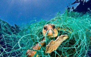 tortuga marina atrapada en una red de pesca