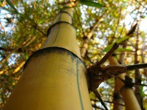 Bambu-imperial-Detalhe