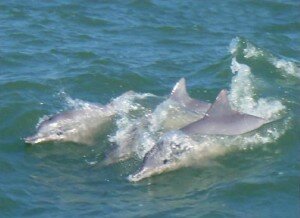 delfines-del-lago