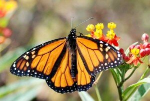 oruga-de-mariposa-monarca-4840