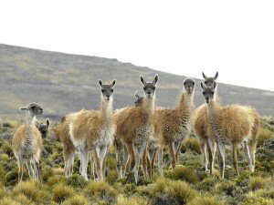 patagonia-wildlife-guanacos_2794_600x450
