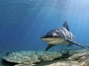 tiburon-carcharhinus-leucas(1)_gal