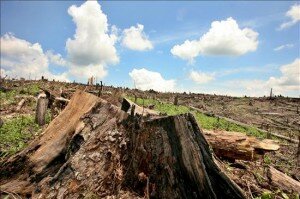 deforestacion-en-el-caribe