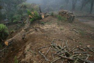Denuncian-deforestacion-Quiche_PREIMA20100326_0150_5