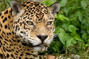 1049962_jaguar-cerca-ojo-naturaleza-retrato-brasil