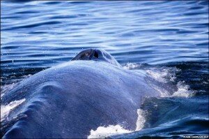 Modificarán rutas marítimas para proteger a las ballenas en California