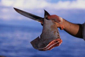 La caza de tiburones ha aumentado drásticamente, debido principalmente a una mayor demanda de sopa de aleta de tiburón en China