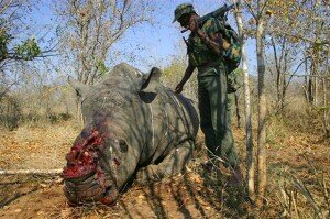 Un total de 633 rinocerontes fueron asesinados en Sudáfrica en 2012