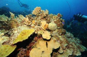 Canal Azul 24 EEUU cuestionado por tratamiento de especies marinas vulnerables