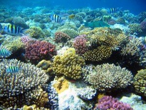 Canal Azul 24 La acidez amenaza los ecosistemas marinos