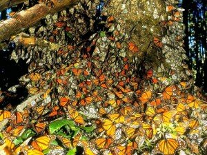 Canal Azul 24 México Tala amenaza hábitat de mariposas monarca
