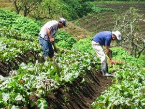 Canal Azul 24 Agricultores buscan garantizar soberanía alimentaria en Honduras 01