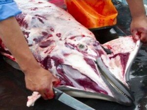 Canal Azul 24 Al descubierto matanza de delfines en Perú
