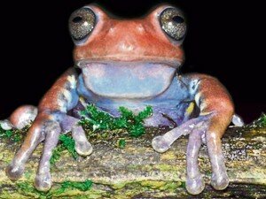 Canal Azul 24 Científicos hallan una nueva especie de rana en Colombia